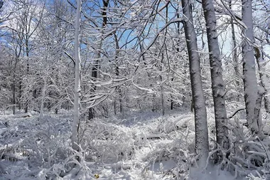 Tiny ‘invisible’ home disappears into its environment