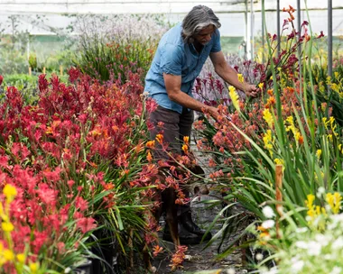 8 Christmas plants that will bring the festive season into your garden