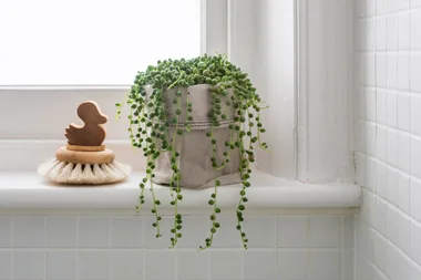 How to know when your plant needs to be re-potted