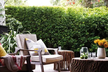 5 plants that naturally repel mosquitoes