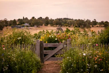 Ashley James country cottage garden.