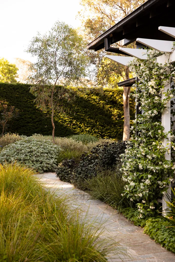 Garden path lined with lush green plants and a white flowering vine on a pergola, adjacent to a house.