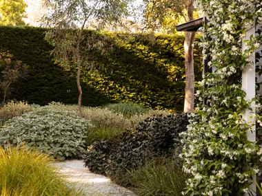 Garden path lined with lush green plants and a white flowering vine on a pergola, adjacent to a house.