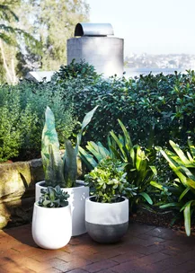Potted plants on brick patio with green foliage and cityscape in background.