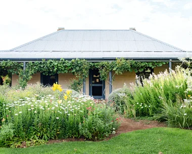 An Australian cottage in rural NSW, with blue veranda posts, a blue front door and blue roof. Wisteria grows from the veranda with a flowering garden out the front.