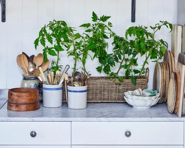 A garden inspired kitchen has white walls, cool-toned wallpaper and lots of leafy green plants growing out of a basket on the kitchen benchtop