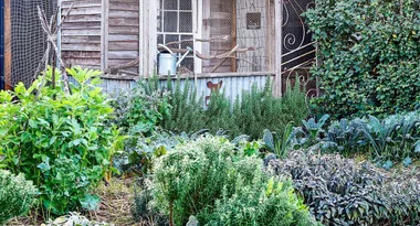 How to grow your own herb garden