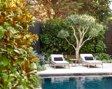 Magnolia trees surrounding a pool with white loungers.