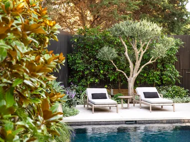 Magnolia trees surrounding a pool with white loungers.
