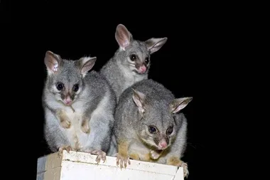 How to deter possums from your house and garden