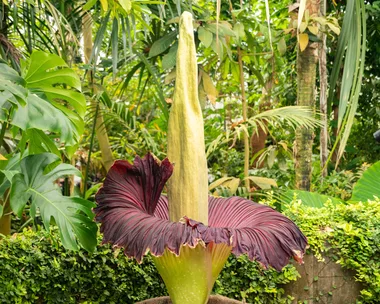 Corpse Flower