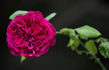 A vibrant magenta rose bloom with green leaves in the background on a dark, blurred backdrop.