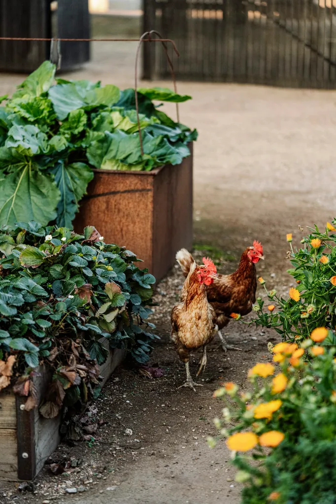 Two chickens walking through a garden path, surrounded by leafy greens and orange flowers.