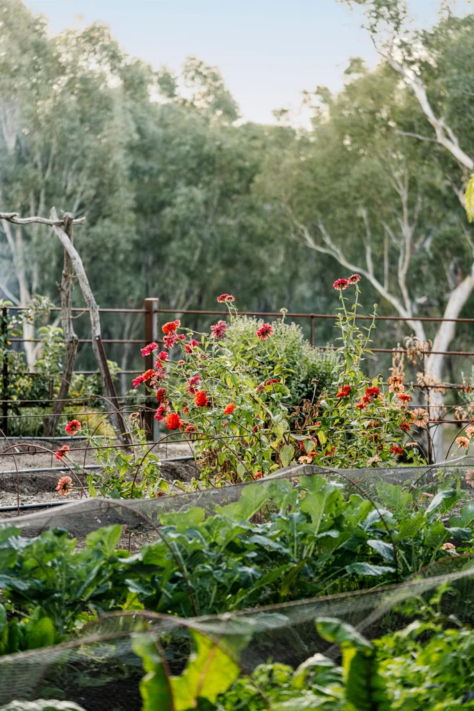 Red flowers in a lush vegetable garden with trees in the background.