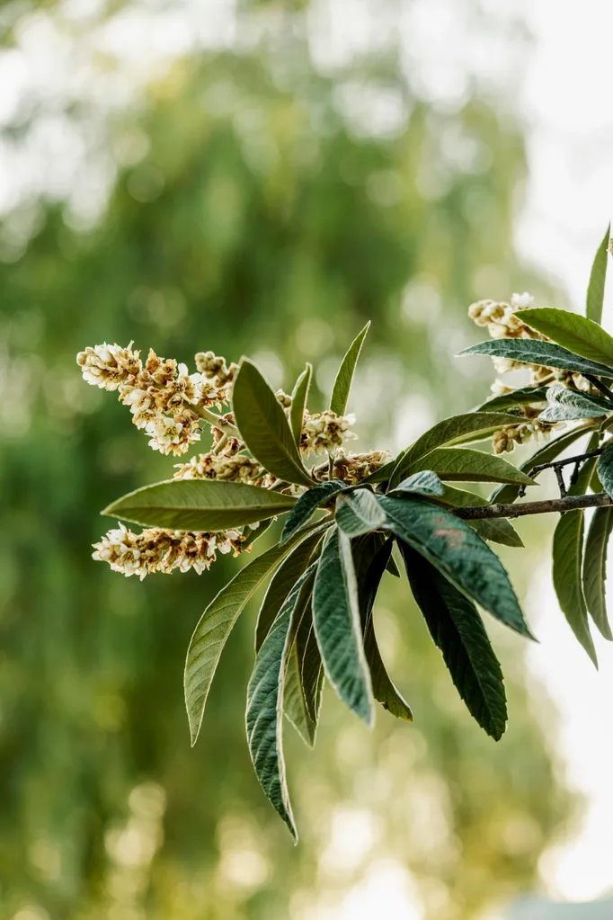 Branch with dark green leaves and small white flowers in soft focus, against a blurred, light green background.