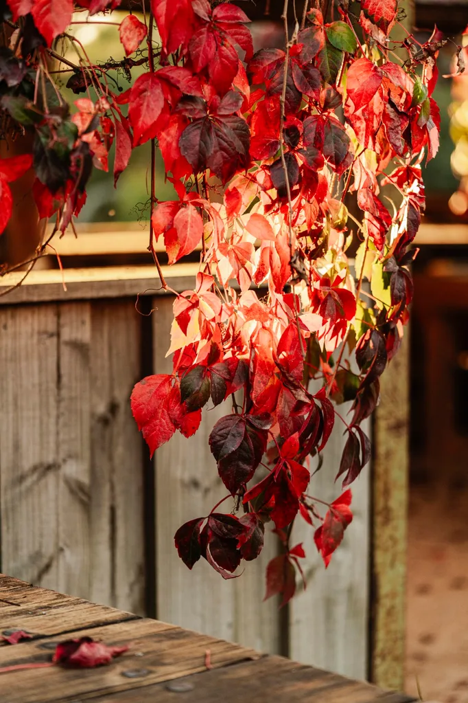 Red autumn leaves hanging over a wooden fence, illuminated by sunlight.